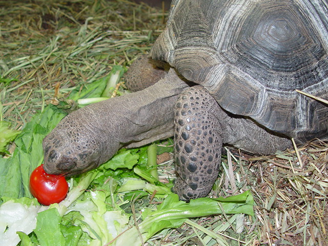 small aldabra