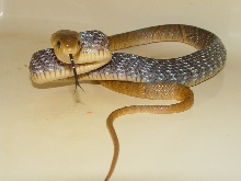 baby yellow tail cribo