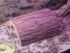 caesar's hiding spot