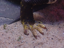 caesar's toe