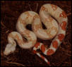 03 SURIxCOL ALBINO