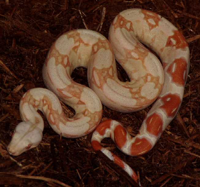03 SURIxCOL ALBINO