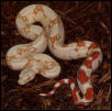 03 SURIxCOL ALBINO