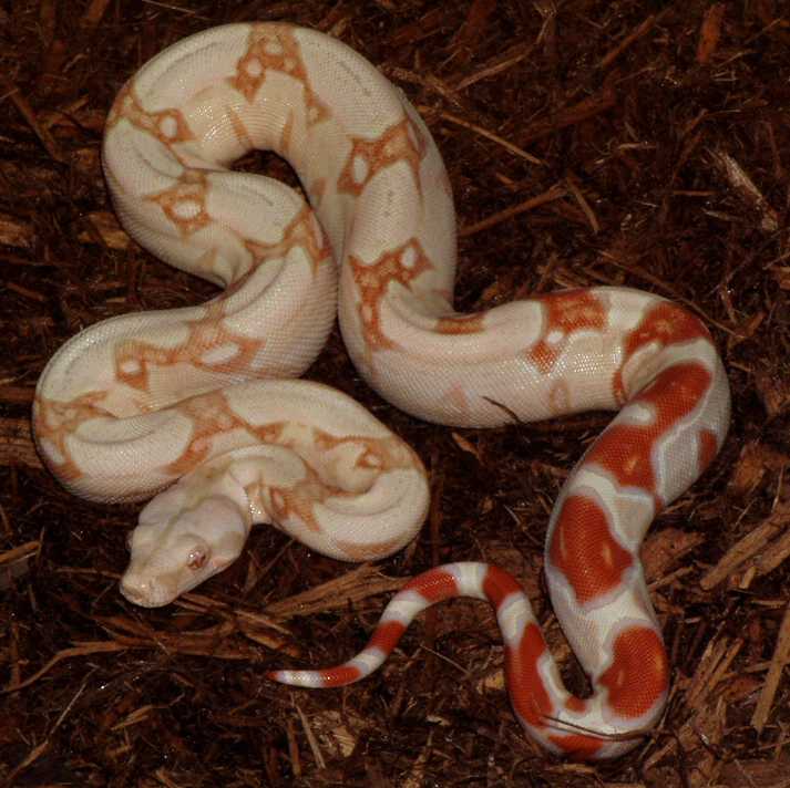 03 SURIxCOL ALBINO