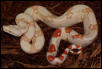 03 SURIxCOL ALBINO