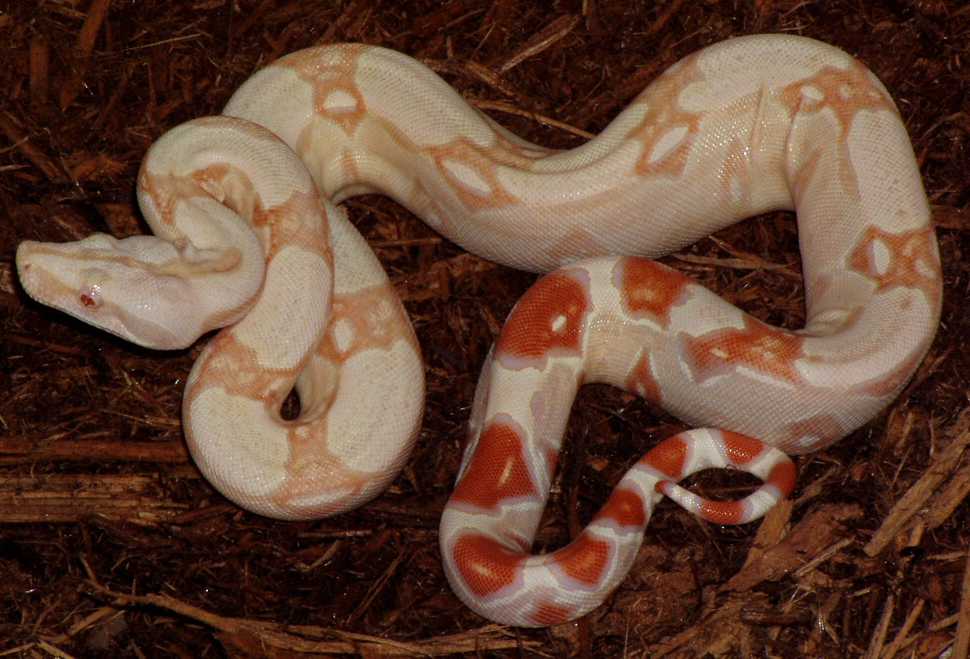 03 SURIxCOL ALBINO