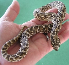 Dakota, Western Hognose