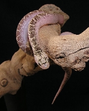 Hatchling White-Side Brooksi Kingsnake