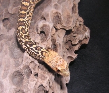 Wild Bill Cody, Golden Hypo Bullsnake