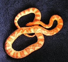 Male Amel Cornsnake