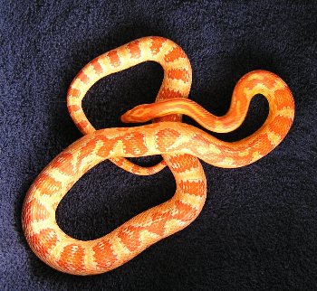 Male Amel Cornsnake