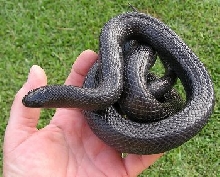 Zorro