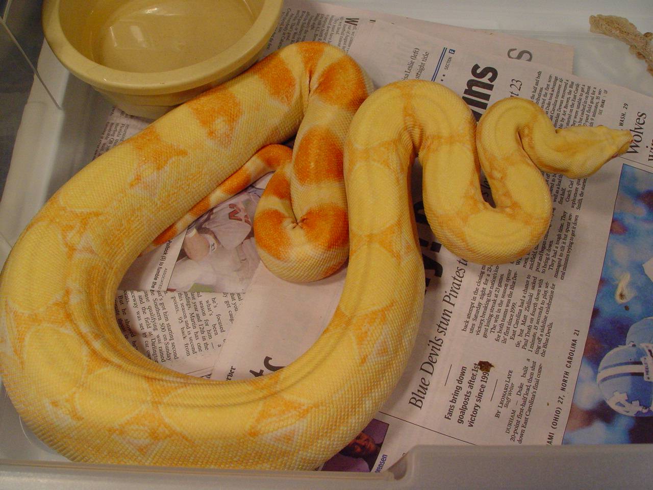 Albino Het Stripe