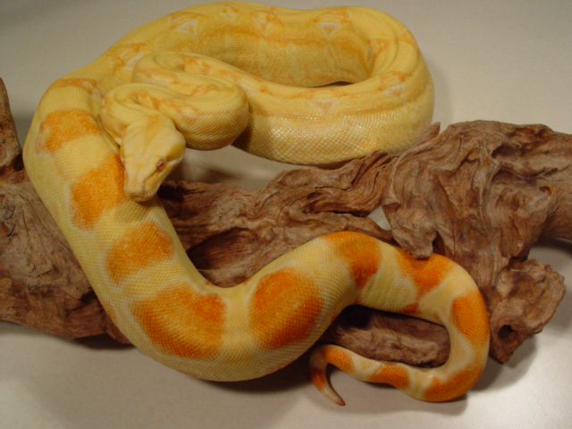 02'  KAHL HET STRIPE