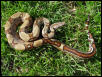 JUNGLE MALE