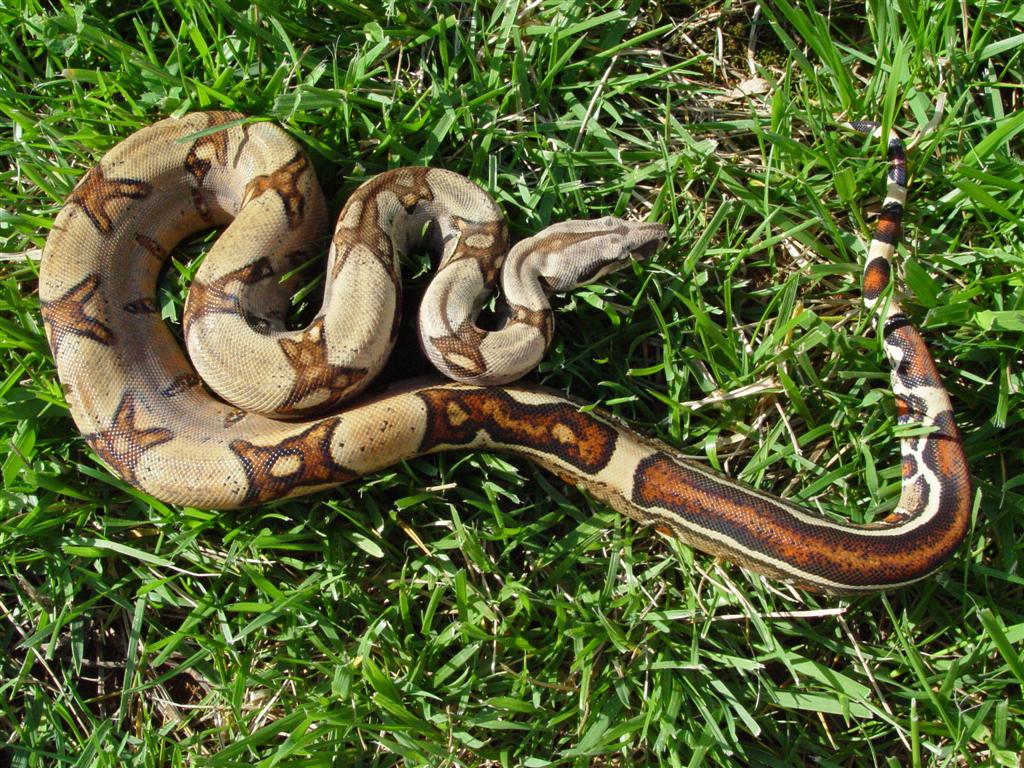 JUNGLE MALE