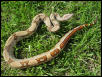 JUNGLE FEMALE