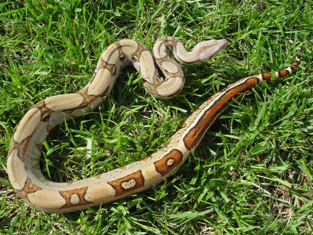 JUNGLE FEMALE
