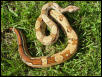 JUNGLE FEMALE