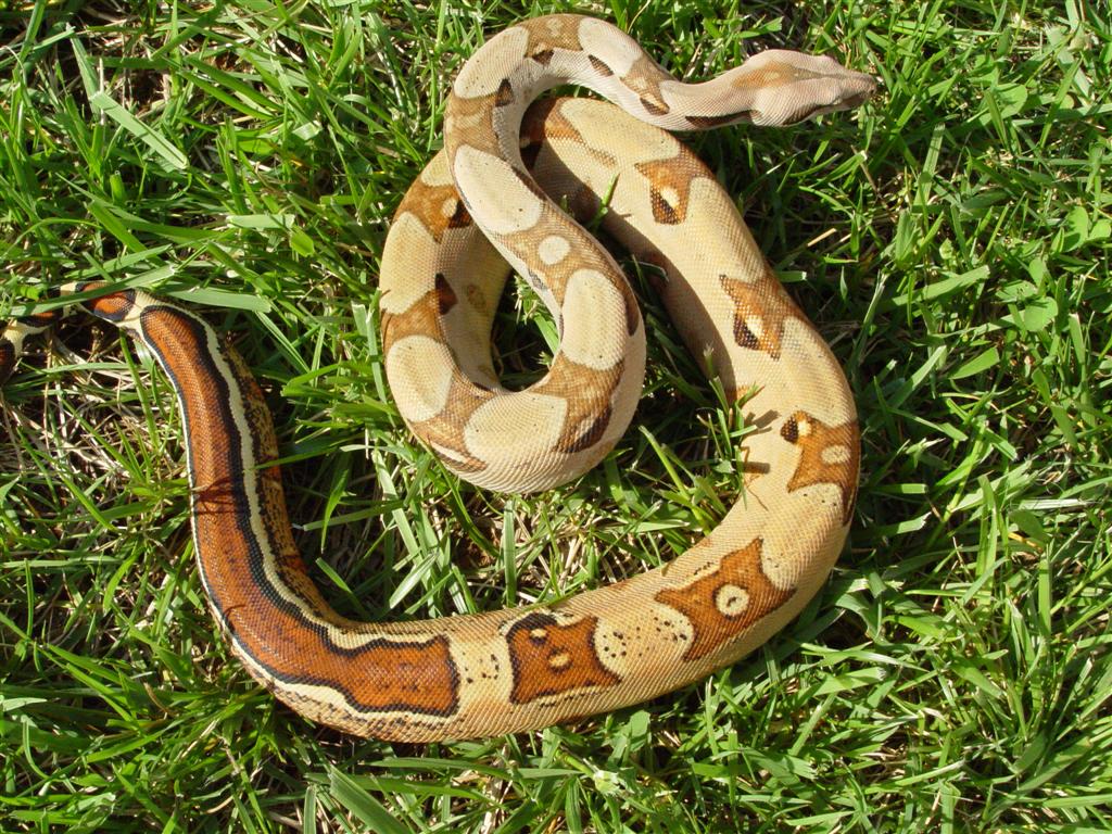JUNGLE FEMALE