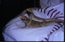 My Dragons just Chillin'