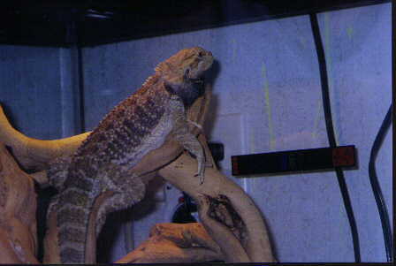 George....A Orange-Heareded Male Bearded Dragon!