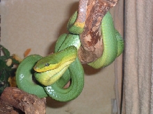 gonyosoma oxycephala