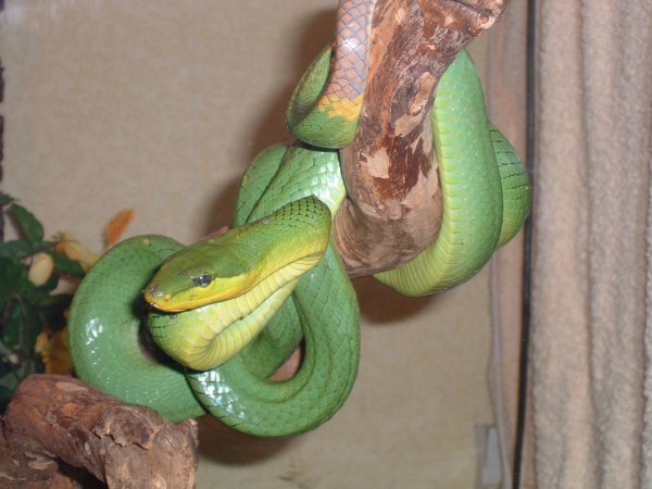 gonyosoma oxycephala