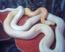 albino black ratsnake