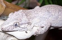 Auriculatus Female Day Pic