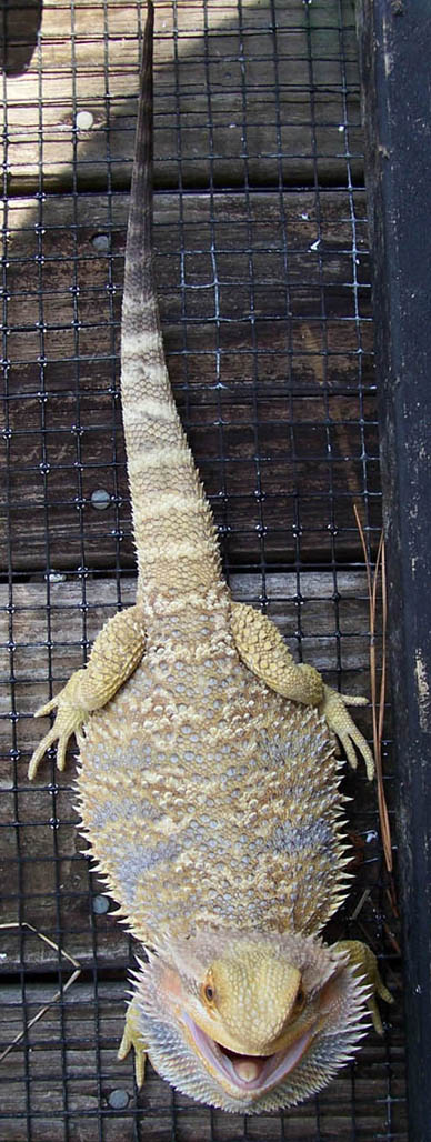 Female Bearded