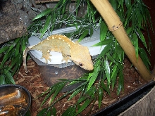Female Ciliatus