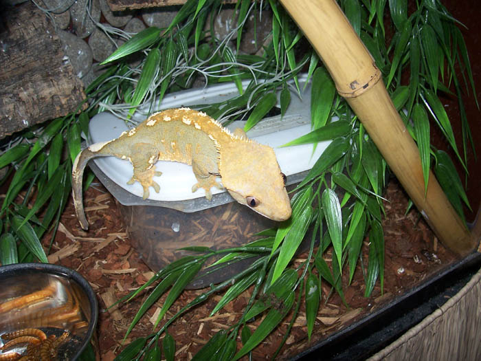 Female Ciliatus