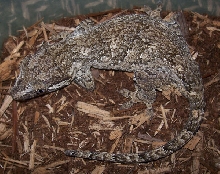 Auric Female
