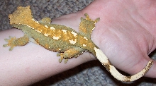 Female Ciliatus 2