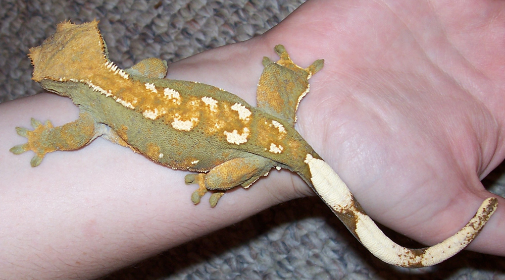 Female Ciliatus 2