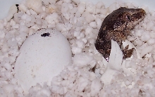 Gargoyle hatchling