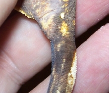 vent2