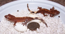 Ciliatus Hatchlings