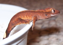 Hatchling Ciliatus 1