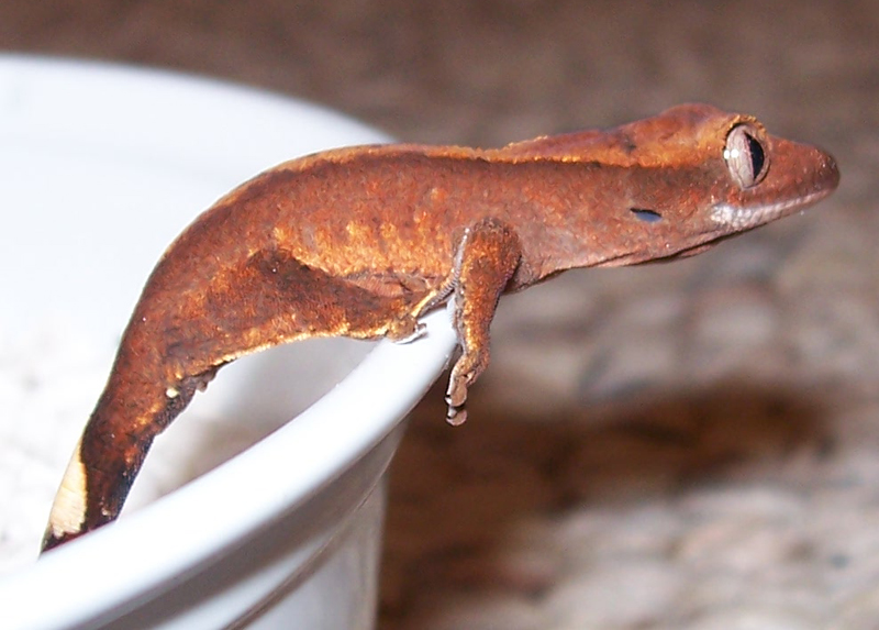 Hatchling Ciliatus 1