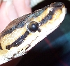 BP head
