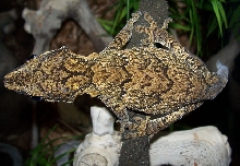 Auric Male
