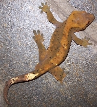 Male Ciliatus