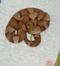 copperhead