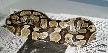 ballpython1