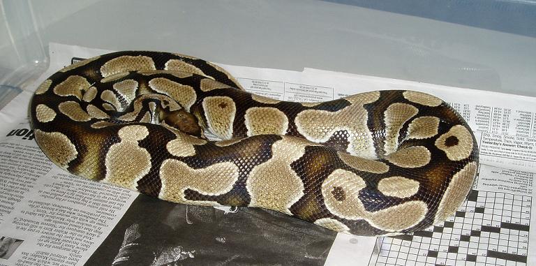 ballpython1