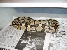 ballpython2