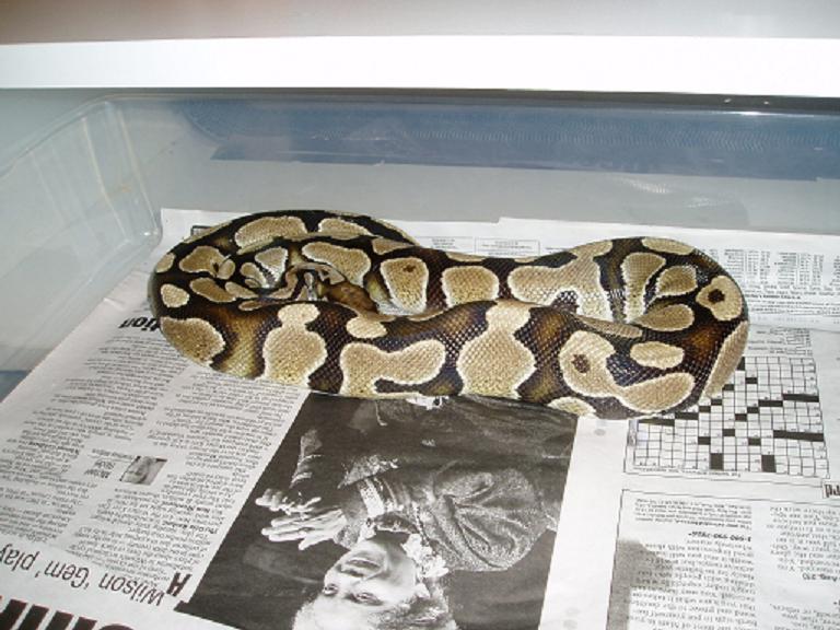 ballpython2