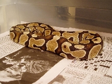 ballpython3